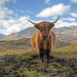 Edinburgh: Loch Lomond, Stirling Castle and the Kelpies Day Tour - Loch Lomond: Cruise or Explore?