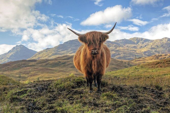 Edinburgh: Loch Lomond, Stirling Castle and the Kelpies Day Tour - Loch Lomond: Cruise or Explore?