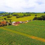 Enjoy a meal with wine tasting in the vineyard of Podere Casanova - Final Thoughts