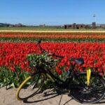 Enjoy the tulip fields by bicycle with a local guide! Tulip bike tour! - The Sum Up