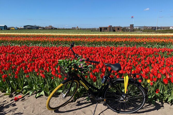 Enjoy the tulip fields by bicycle with a local guide! Tulip bike tour! - The Sum Up