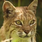 Entry ticket to Hoo Zoo and Dinosaur World in Telford - Animal Encounters and Key Attractions