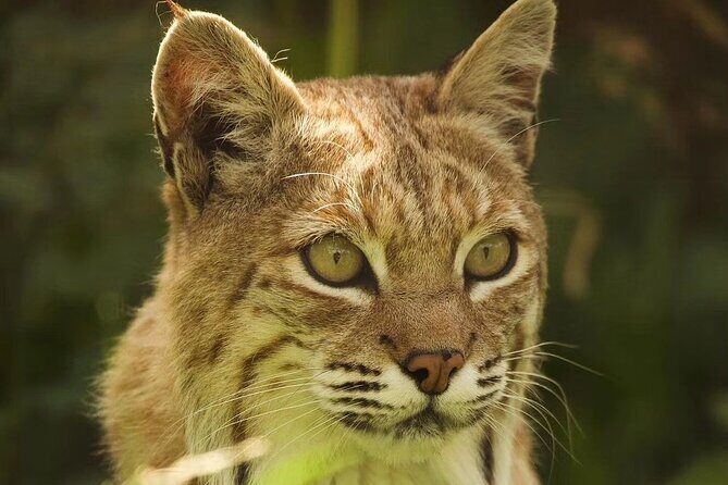Entry ticket to Hoo Zoo and Dinosaur World in Telford - Animal Encounters and Key Attractions