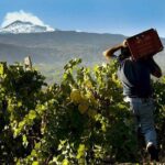 Etna Private tour from Messina Cruise Terminal + Lunch at Winery - Visiting the Honey Shop and Local Producers
