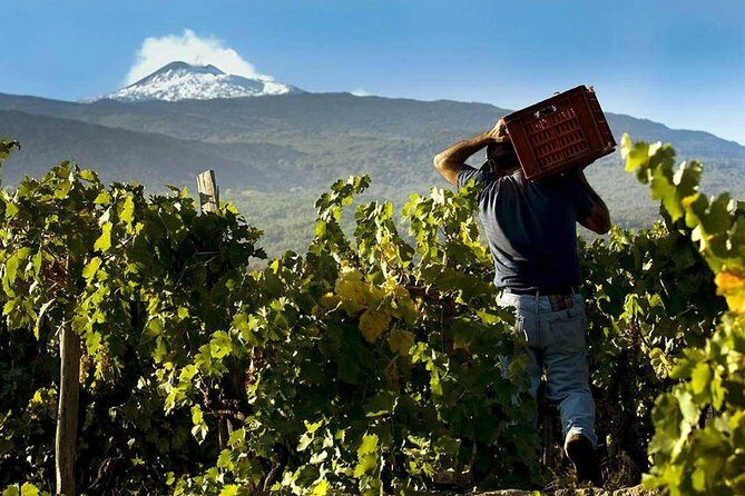 Etna Private tour from Messina Cruise Terminal + Lunch at Winery - Visiting the Honey Shop and Local Producers