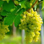 Etyek Private Half-Day Wine Tasting Tour from Budapest - Why This Tour Works Well