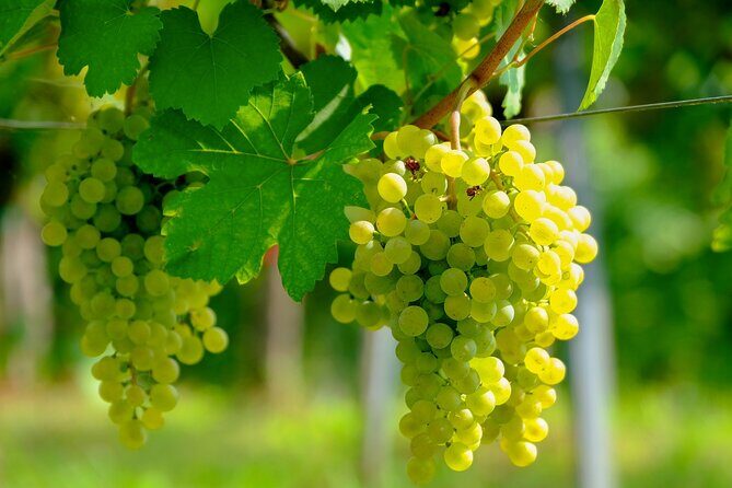 Etyek Private Half-Day Wine Tasting Tour from Budapest - Why This Tour Works Well
