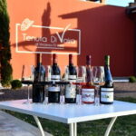 Exclusive Bolgheri from Florence: The Land of the Super Tuscan - Price and Value