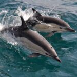 Excursion to Gibraltar with Dolphin Watching from Malaga - FAQ
