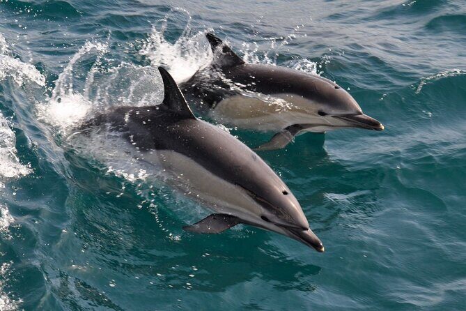 Excursion to Gibraltar with Dolphin Watching from Malaga - FAQ