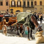 Florence Private WALKING TOUR - Who Should Book This Tour?