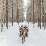 Forest Trail Reindeer Safari - The Sum Up