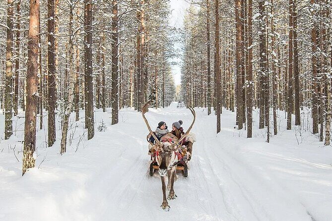 Forest Trail Reindeer Safari - The Sum Up