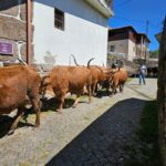 From Fafe: Full-day Tour in Gerês National Park - Who Would Love This Tour?