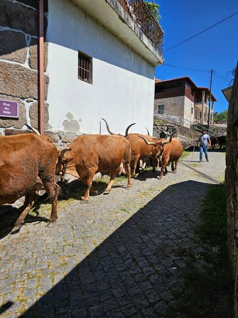 From Fafe: Full-day Tour in Gerês National Park - Who Would Love This Tour?
