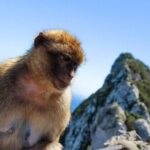 From Malaga, Gibraltar excursion with transport - Crossing the Border – First Steps into Gibraltar