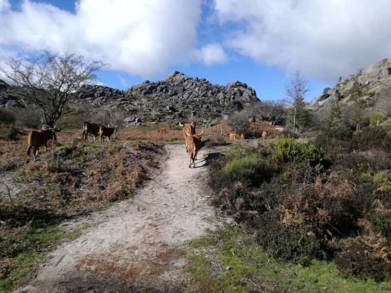 From Porto: Hike & Swim in Gerês National Park - Practical Details and Tips