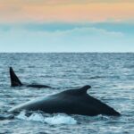 From Tromsø: Whale Watching RIB Safari at Skjervøy - Why This Tour Stands Out