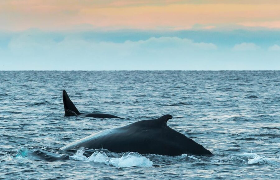 From Tromsø: Whale Watching RIB Safari at Skjervøy - Why This Tour Stands Out