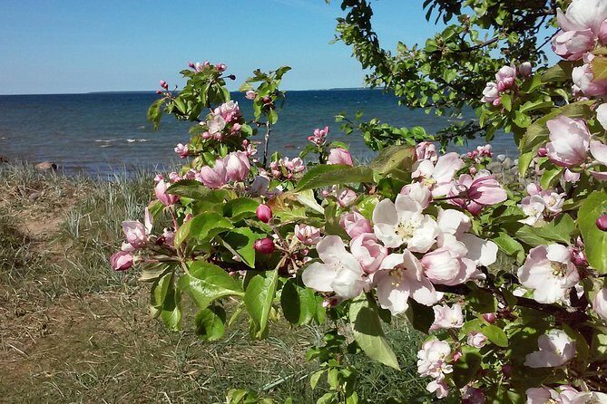 Full-Day customized Tour in Estonia. NB! Min 2 Persons - The Value of the Experience