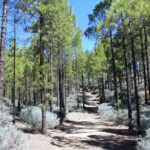 Full day Hiking Gran Canaria Peaks of Gran Canaria - Final Thoughts: Who Is This Tour Perfect For?