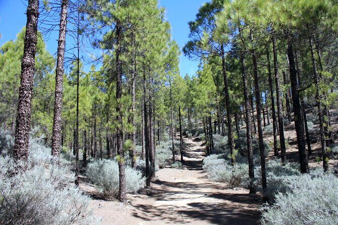 Full day Hiking Gran Canaria Peaks of Gran Canaria - Final Thoughts: Who Is This Tour Perfect For?