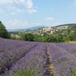 Full day lavender tour Luberon and Sault - Key Points: