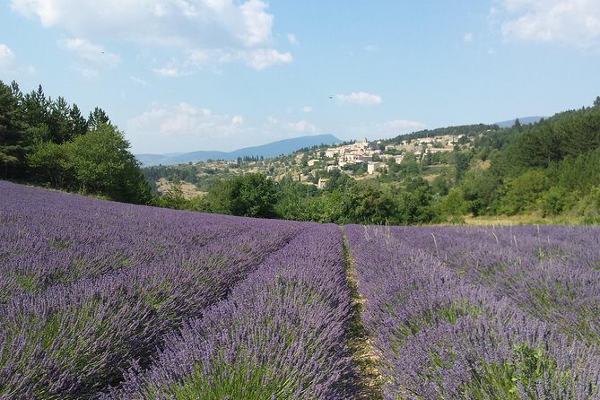 Full day lavender tour Luberon and Sault - Key Points: