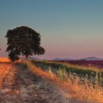 Full Day Ocean of Lavender in Valensole from Avignon - Practical Tips for Making the Most of Your Tour