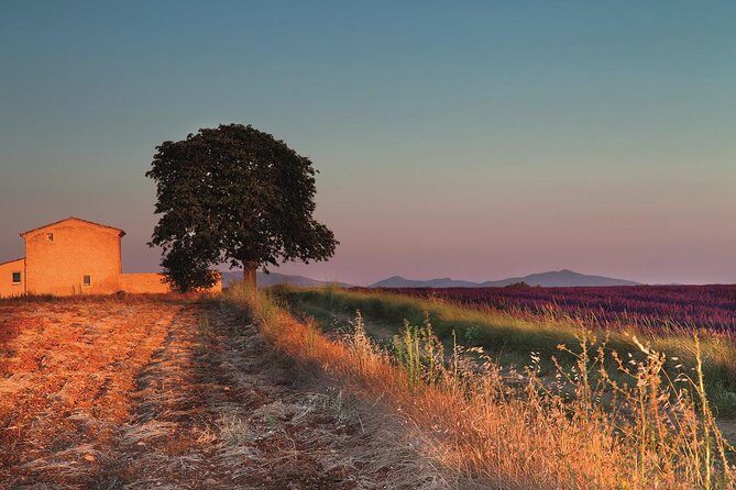 Full Day Ocean of Lavender in Valensole from Avignon - Practical Tips for Making the Most of Your Tour