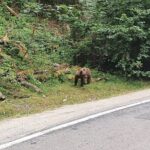 Full-Day Private Carpatian Garden with Dracula's Fortress - Wild Brown Bears - Practical Details and Value