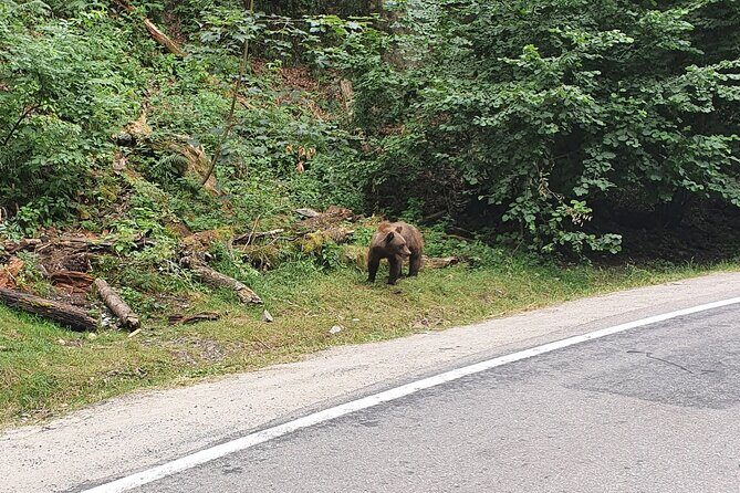 Full-Day Private Carpatian Garden with Dracula's Fortress - Wild Brown Bears - Practical Details and Value