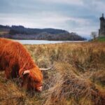 Full Day Private Tour in West Highlands, Oban and Glencoe - The Experience Through Reviewers’ Eyes
