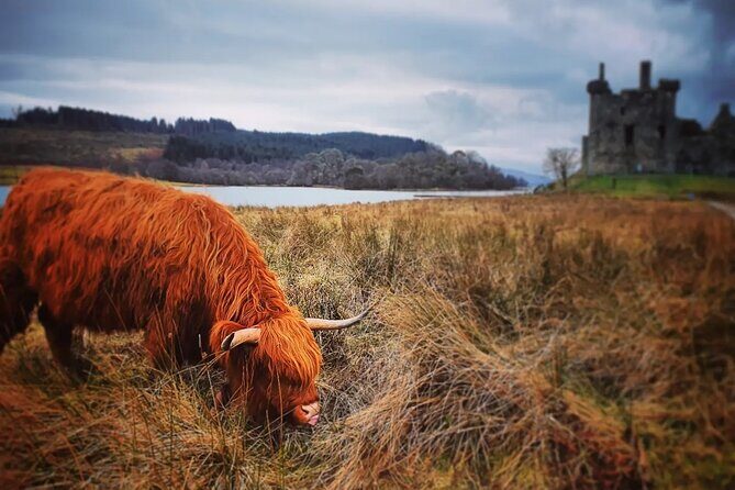 Full Day Private Tour in West Highlands, Oban and Glencoe - The Experience Through Reviewers’ Eyes