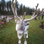 Full day: Reindeer Farm, Santa Claus Village & Husky Park - Who Is This Tour Best For?