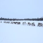 Full-Day Reindeer Tour with Pickup in Kiruna - Why You Should Consider This Tour