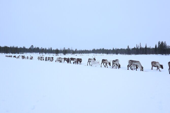 Full-Day Reindeer Tour with Pickup in Kiruna - Why You Should Consider This Tour