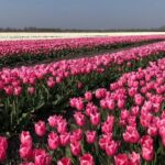 Full day tour to Texel - Friesian Islands - from Amsterdam - Who Will Love This Tour?