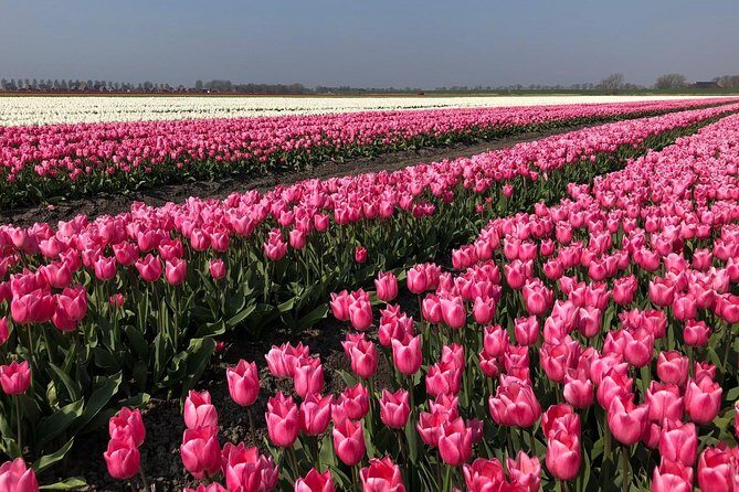 Full day tour to Texel - Friesian Islands - from Amsterdam - Who Will Love This Tour?