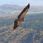 Full Day Trip from Belgrade: Uvac Nature Reserve Tour - The Detailed Itinerary