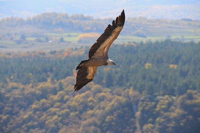 Full Day Trip from Belgrade: Uvac Nature Reserve Tour - The Detailed Itinerary