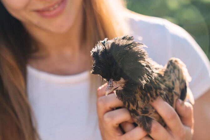 Gallura Picnic in the Farm with Animals - What to Expect from Your Sardinian Farm Picnic