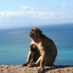 Gibraltar with Rock of Gibraltar & St. Michael Cave from Seville - The Value of This Tour