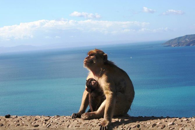 Gibraltar with Rock of Gibraltar & St. Michael Cave from Seville - The Value of This Tour