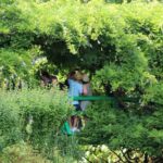 Giverny Private Half-Day Trip including Claude Monet' Gardens & House from Paris - The Experience in Detail
