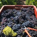 Gold Champagne Experience from Epernay (Private Full day tour) - Authenticity and Value