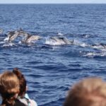 Guaranteed Whale or Dolphin Watching Tour - Funchal - Who Is This Tour Best For?