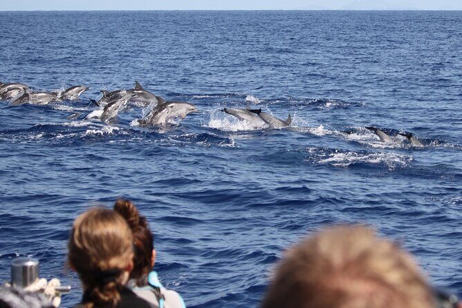 Guaranteed Whale or Dolphin Watching Tour - Funchal - Who Is This Tour Best For?