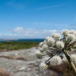 Guided boat tour to Vinga in Gothenburg - An In-Depth Look at the Vinga Guided Boat Tour