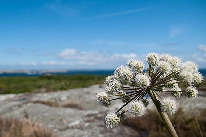 Guided boat tour to Vinga in Gothenburg - An In-Depth Look at the Vinga Guided Boat Tour